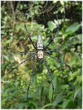 Tiger Spider, Malaysia